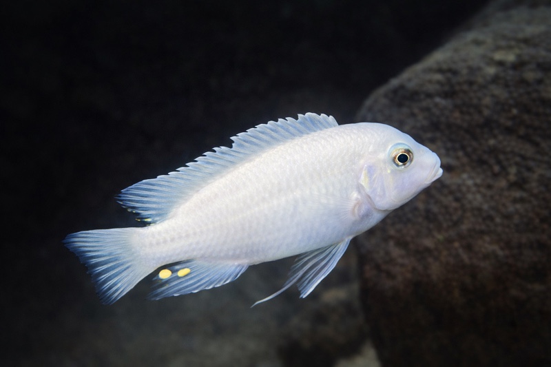 Maylandia callainos 'Lupingu'